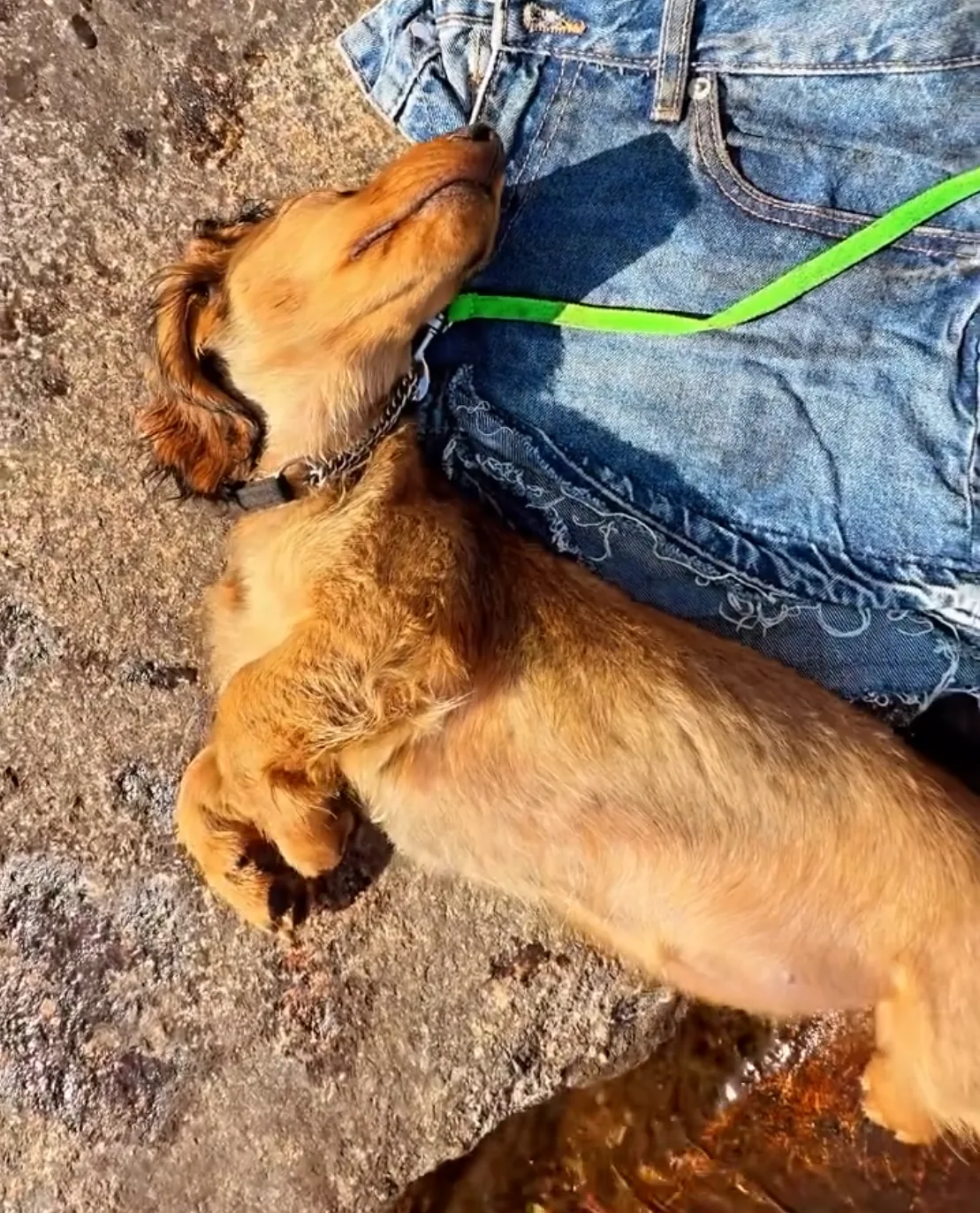 Dotti, Rød langhåret dvergdachshund