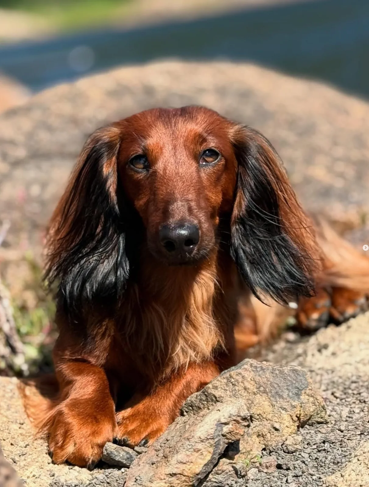 Elfi, Rød langhåret dvergdachshund
