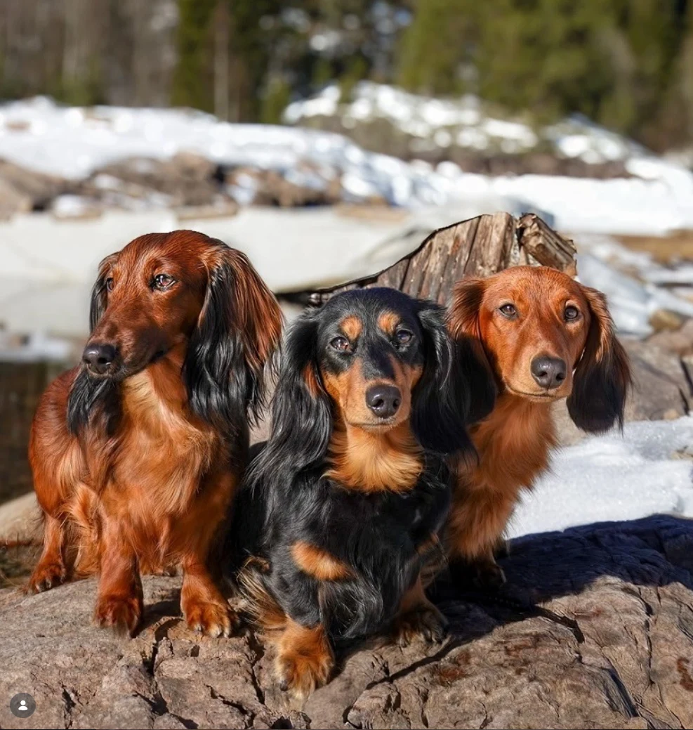 Tre langhårede dachshunder på en trestamme i vintersolen