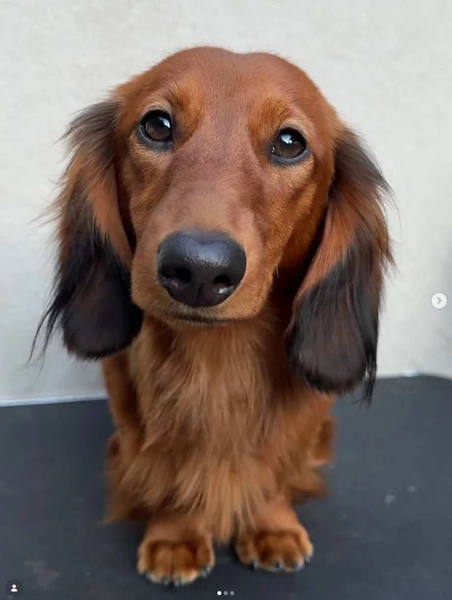 Gryne, Rød langhåret dvergdachshund