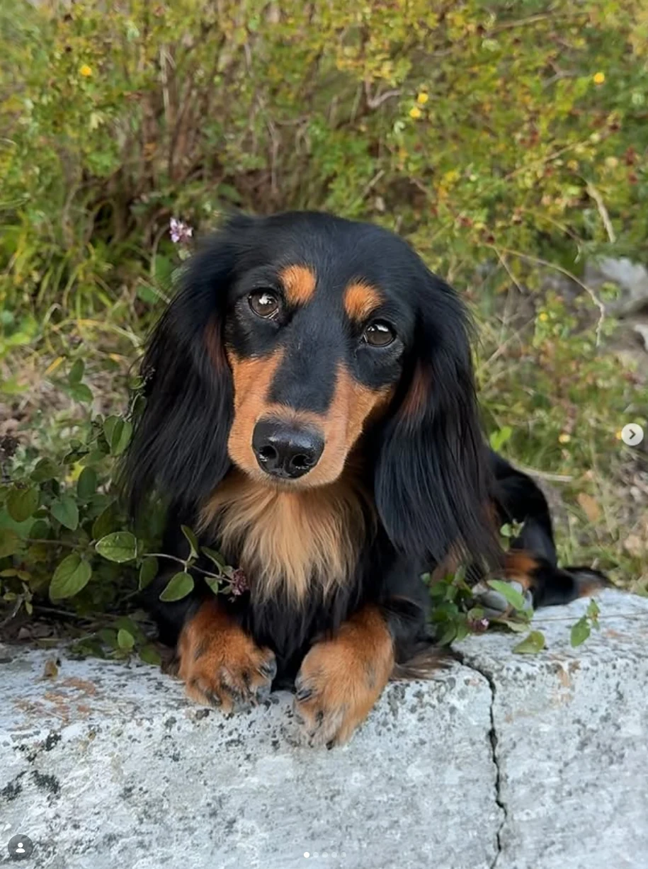Rubi, Black & Tan langhåret dvergdachshund