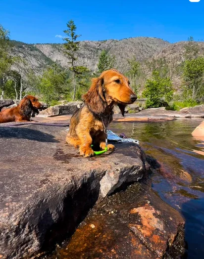 En dachshund på svaberget ved vannet
