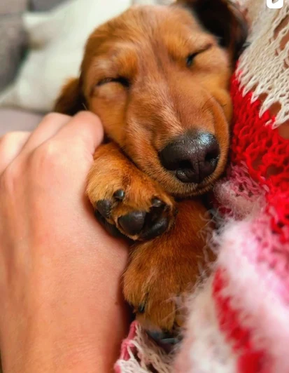 En sovende dachshundvalp tett inntil en hånd
