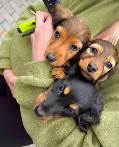 Tre dachshundvalper samlet i et grønt teppe